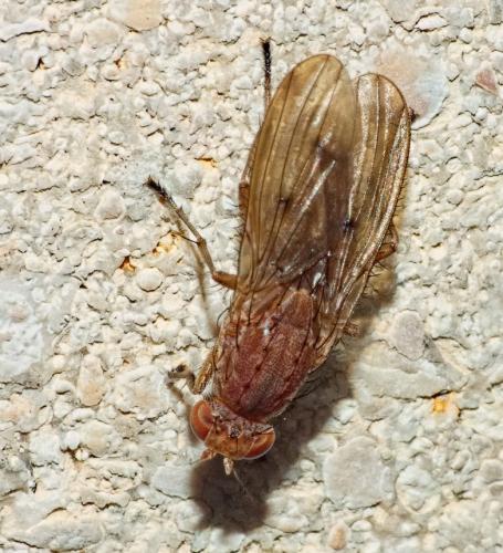 Suillia sp.